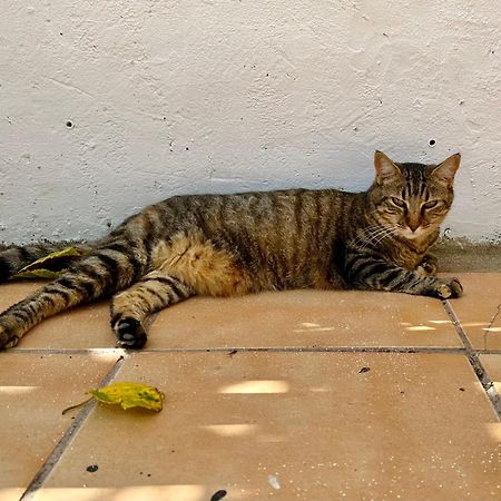Estudio Adosado Acogedor Con Jardin, Barbacoa Y Parking Privado Alicante Zewnętrze zdjęcie