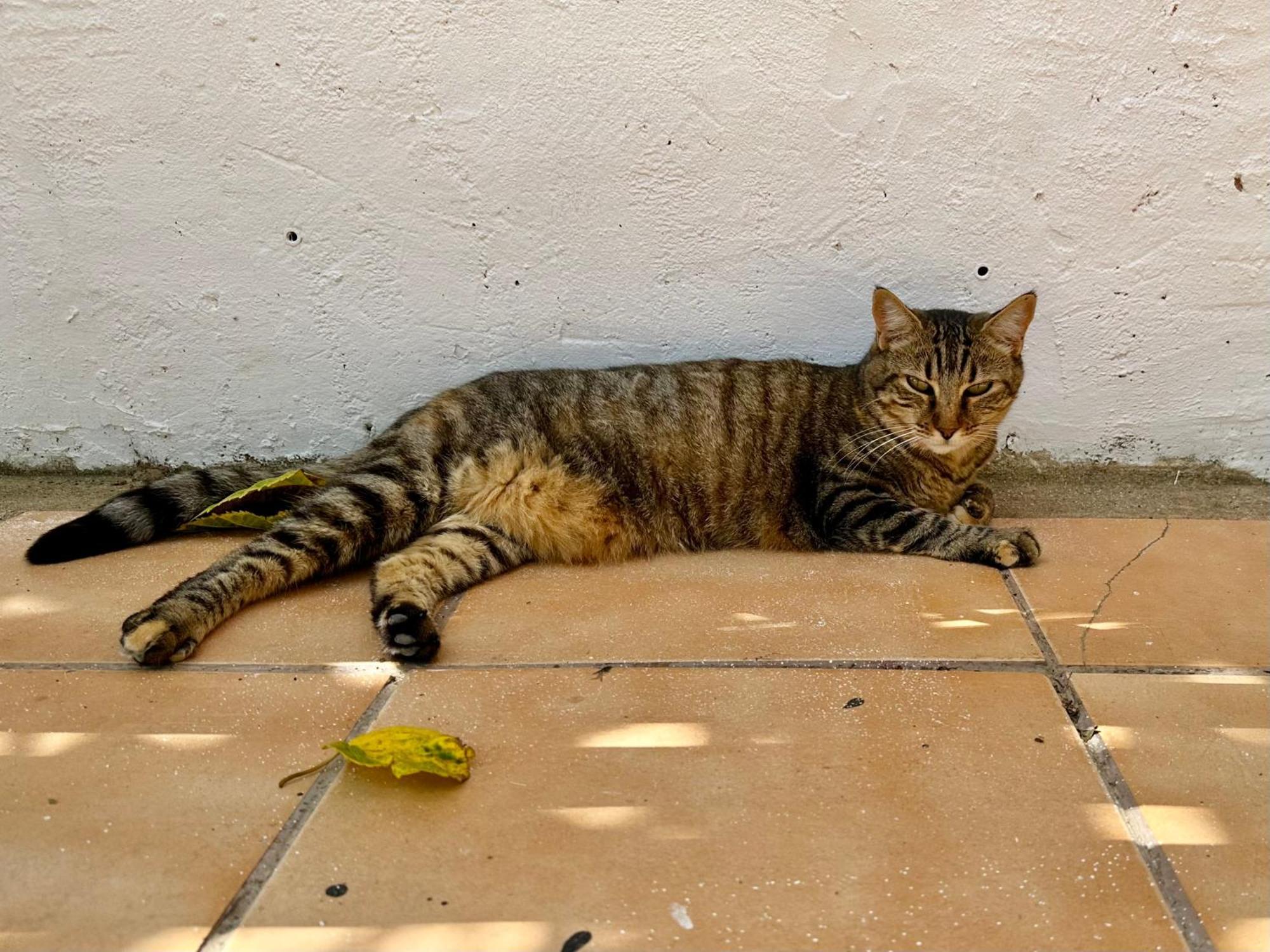 Estudio Adosado Acogedor Con Jardin, Barbacoa Y Parking Privado Alicante Zewnętrze zdjęcie